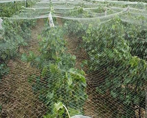 Anti Bird Net